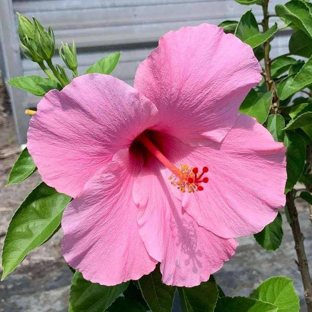 10 Pink Hibiscus Plants, Hibiscus Rosa Sinensis ,Pink Gudhal Plant ,With Phytosanitary certificate
