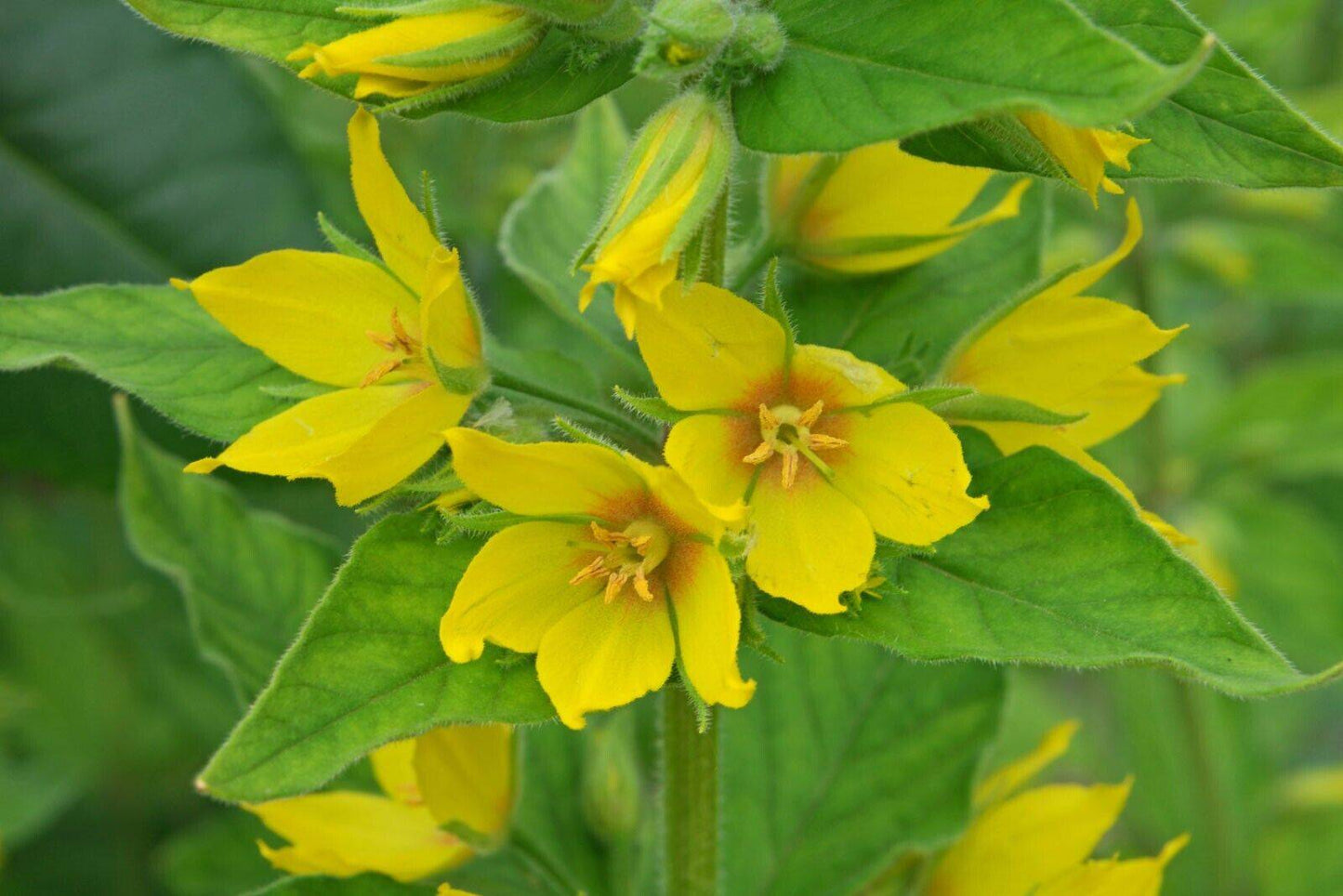 10 Lysimachia punctata Seeds , large yellow loosestrife, circle flower, - Seedsforgarden (1999-2024 ) .We Ship Seeds & Live Plants Worldwide
