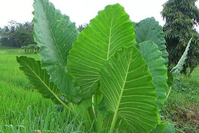 15 Alocasia macrorrhizos Seeds, Giant Taro Seeds , Upright elephant ear Seeds , - Seedsforgarden (1999-2024 ) .We Ship Seeds & Live Plants Worldwide