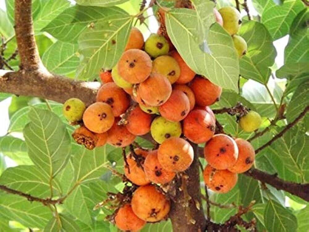 100 Ficus racemosa Tree Seeds, Cluster Fig Seeds, Indian Fig Tree Seeds,Goolar Tree Seeds, Fig Seeds - Seedsforgarden (1999-2024 ) .We Ship Seeds & Live Plants Worldwide