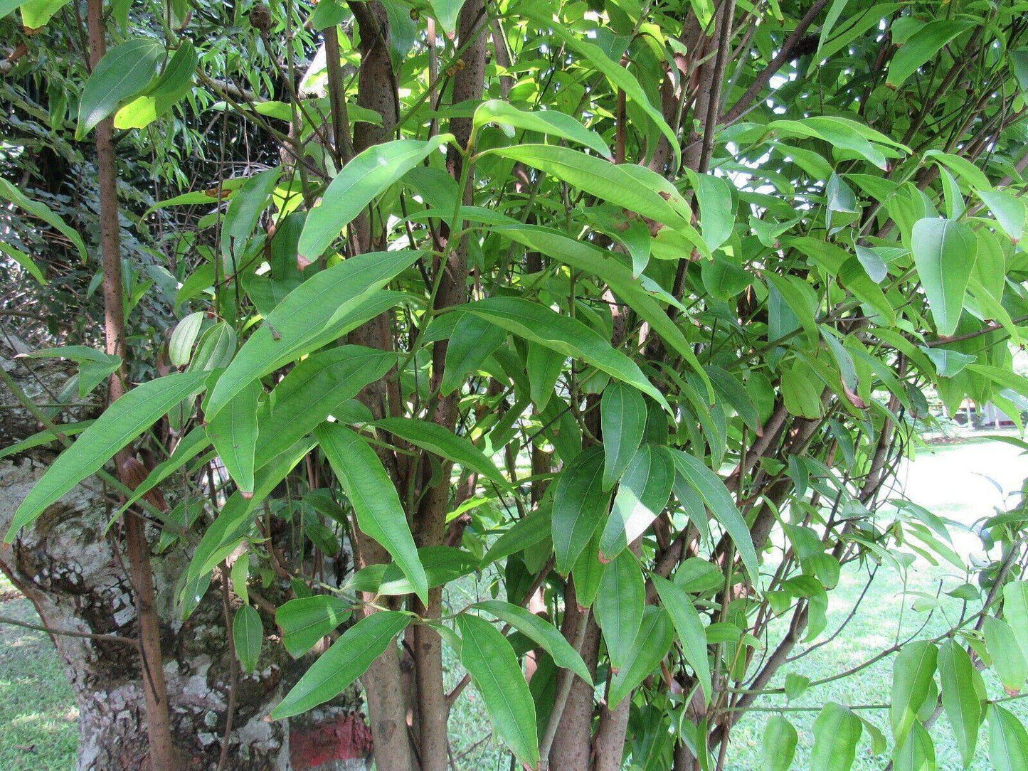15 Cinnamomum tamala Seeds, Indian bay leaf Seeds, tejpata Seeds - Seedsforgarden (1999-2024 ) .We Ship Seeds & Live Plants Worldwide