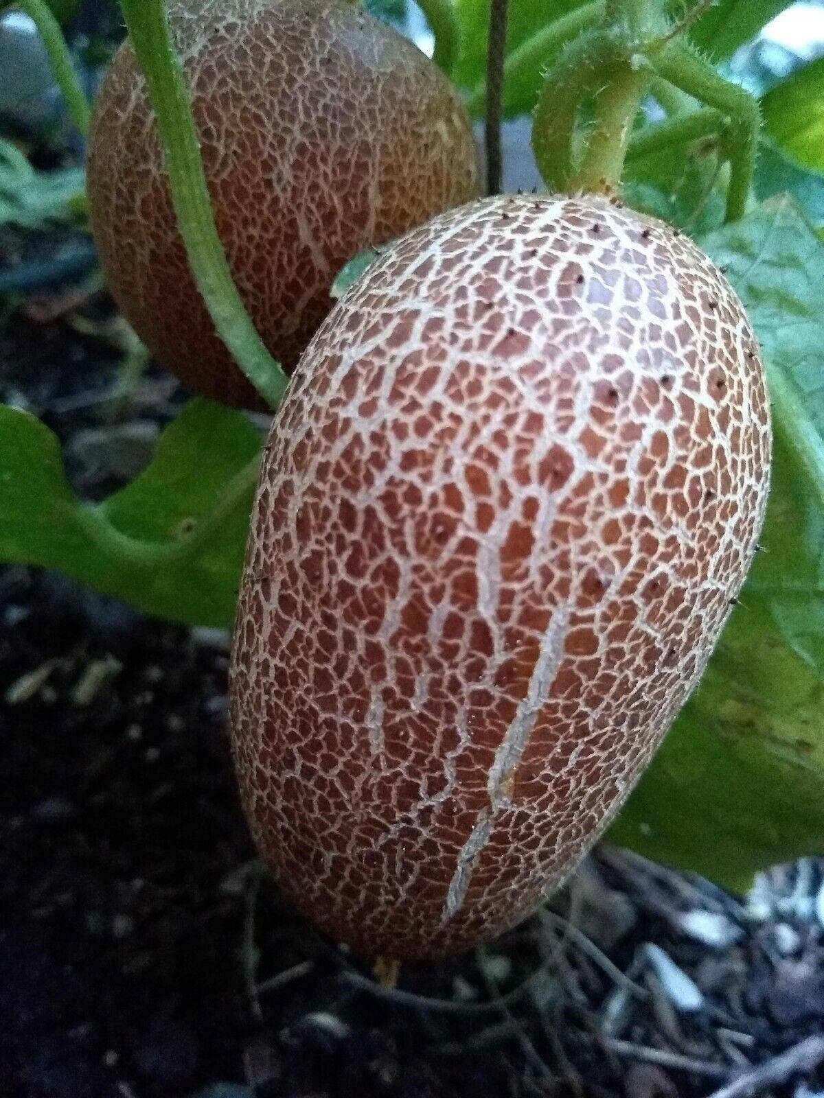 50 Cucumis sikkimensis Seeds, Exotic Cucumber Seeds,Cucumber For Salad and juice - Seedsforgarden (1999-2024 ) .We Ship Seeds & Live Plants Worldwide