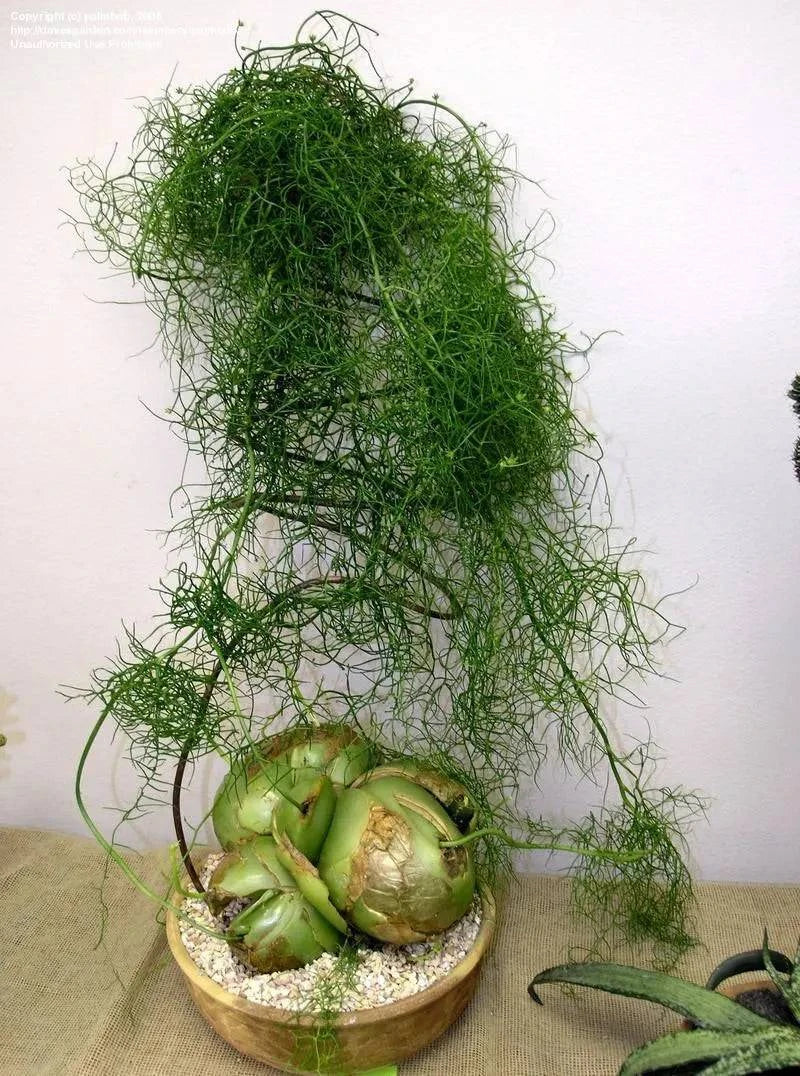 1 Bowiea volubilis Bulb, climbing onion Bulb , Sea onion ,Zulu Potato - Seedsforgarden (1999-2024 ) .We Ship Seeds & Live Plants Worldwide