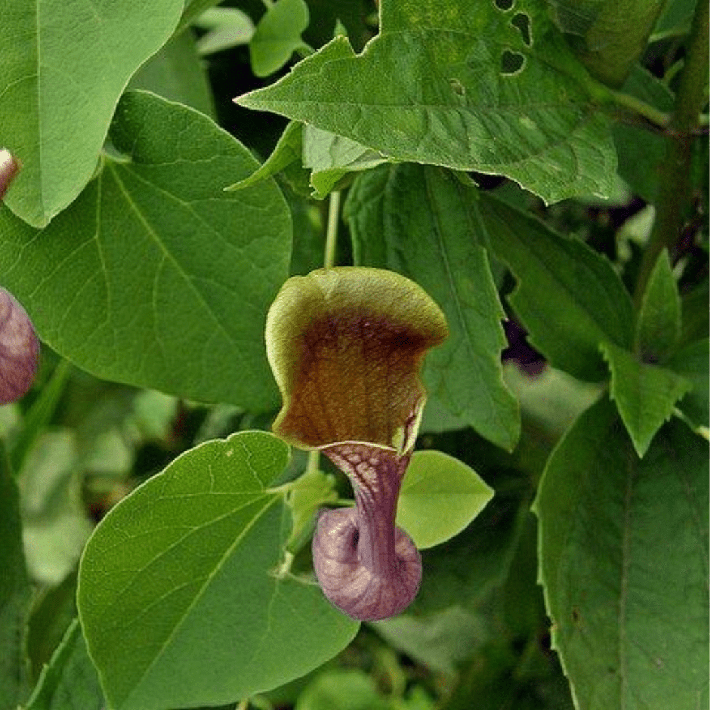 20 Aristolochia argentina Seeds, Dutchman Pipe Seeds, Charruga Seeds - Seedsforgarden (1999-2024 ) .We Ship Seeds & Live Plants Worldwide
