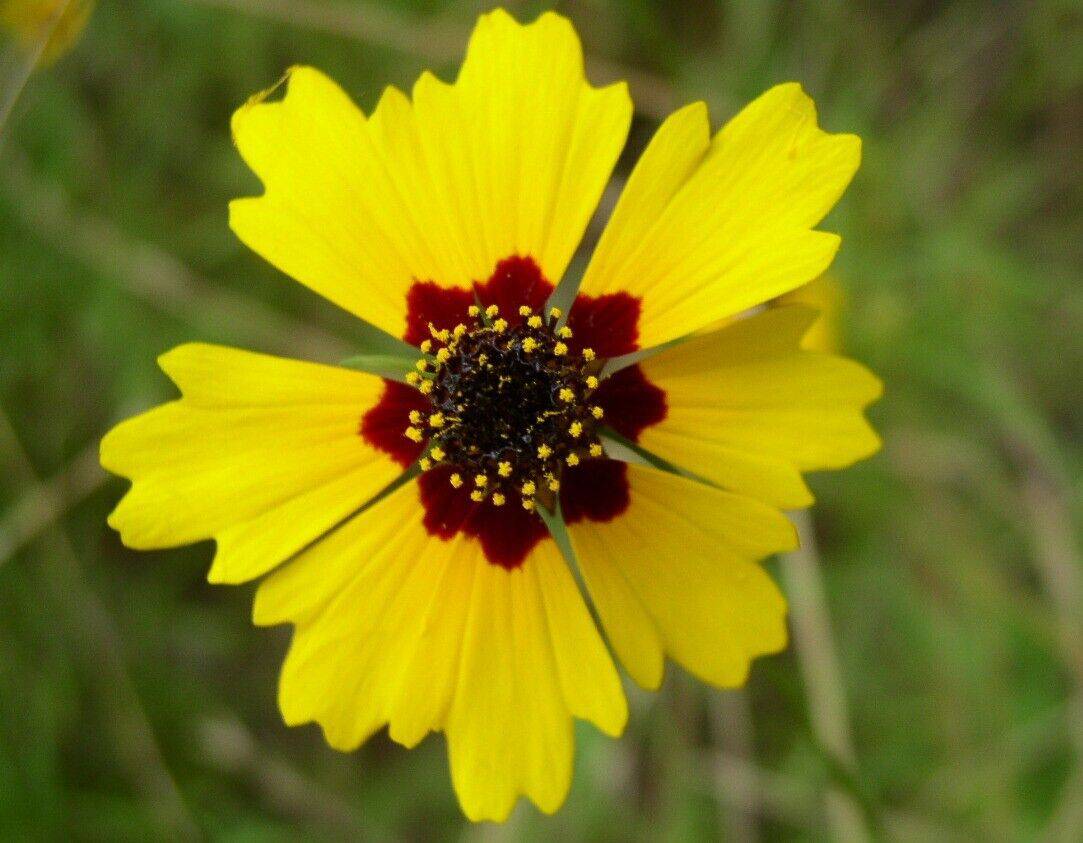 20 Coreopsis basalis Seeds, Golden mane Flower Seeds - Seedsforgarden (1999-2024 ) .We Ship Seeds & Live Plants Worldwide