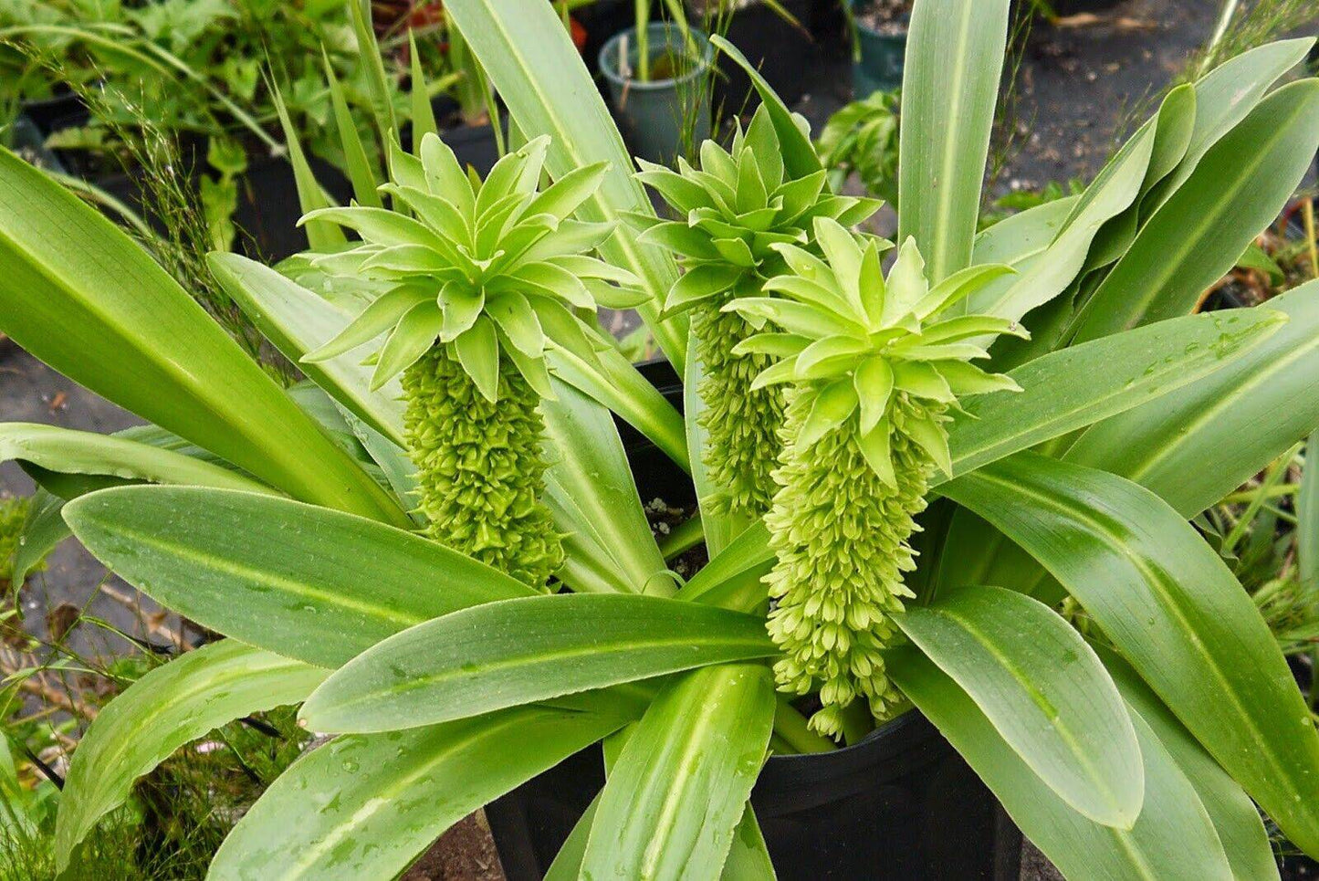 1 Eucomis autumnalis Bulb, Pineapple Lily Bulb , Pineapple Flower Lily Bulb - Seedsforgarden (1999-2024 ) .We Ship Seeds & Live Plants Worldwide