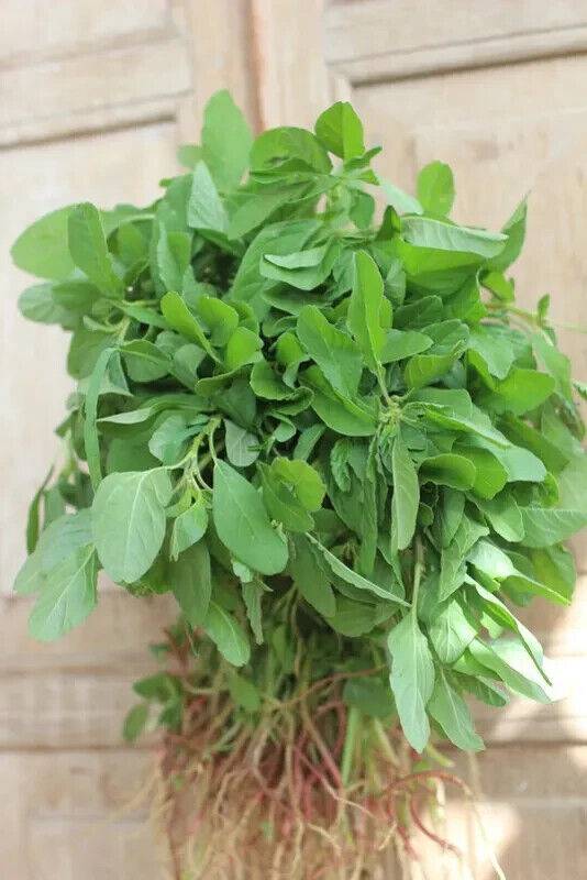 500 Arai Keerai Seeds, Amaranthus Aritis Seeds, Green Amaranthus Seeds - Seedsforgarden (1999-2024 ) .We Ship Seeds & Live Plants Worldwide