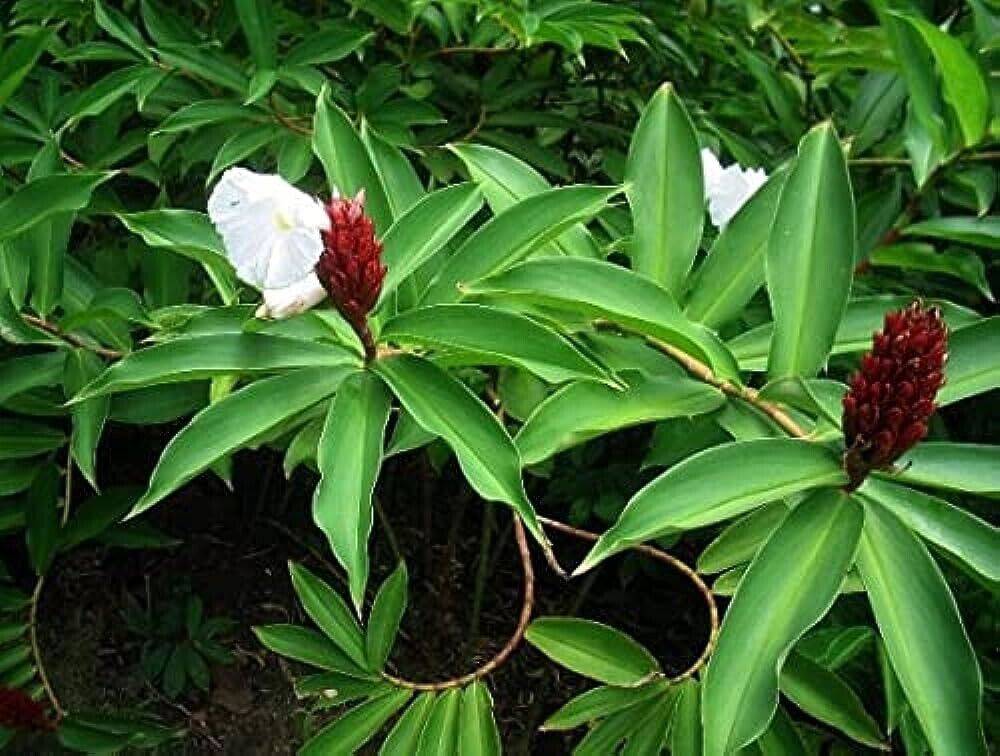 50 Costus Speciosus Seeds ,Cheilocostus Speciosus , Hardy Crepe Spiral Ginger Seeds - Seedsforgarden (1999-2024 ) .We Ship Seeds & Live Plants Worldwide