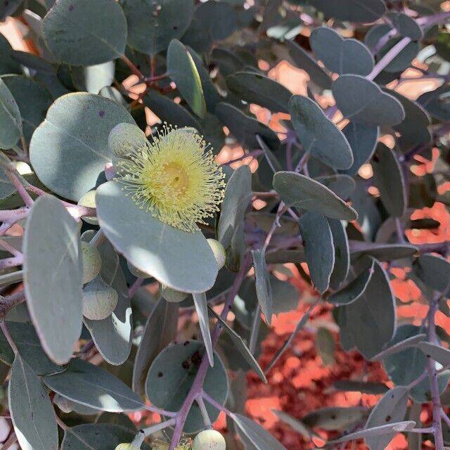 50 Eucalyptus gunnii Seeds, Cider Gum Tree Seeds , Silver Dollar Eucalyptus Tree Seeds - Seedsforgarden (1999-2024 ) .We Ship Seeds & Live Plants Worldwide