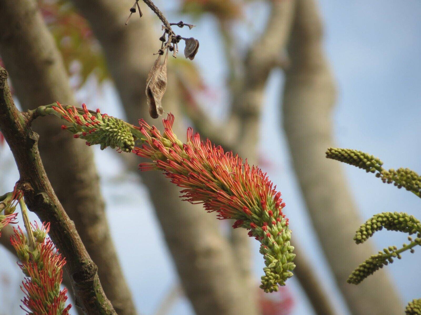 5 Acrocarpus fraxinifolius Plants , Pink Cedar Plants .Mundani Plants With Phytosanitary certificate - Seedsforgarden (1999-2024 ) .We Ship Seeds & Live Plants Worldwide