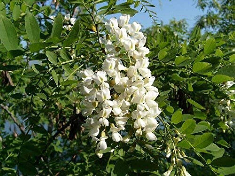 10 Sophora japonica Seeds, Japanese Pagoda Tree Seeds, Pagoda Tree Seeds, - Seedsforgarden (1999-2024 ) .We Ship Seeds & Live Plants Worldwide