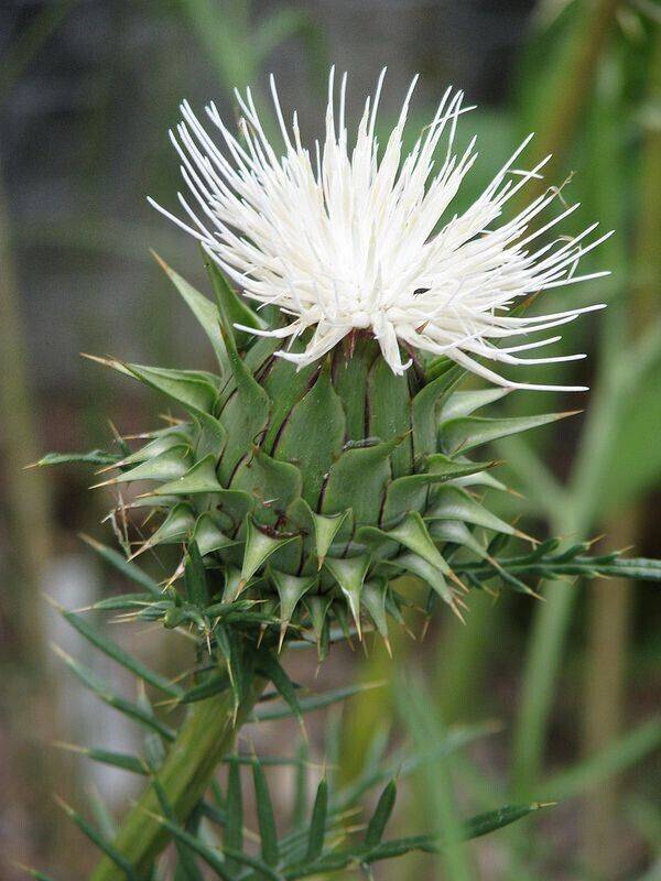 3 Cynara humilis Alba Seeds, Very Rare Seeds, white Wild thistle Seeds - Seedsforgarden (1999-2024 ) .We Ship Seeds & Live Plants Worldwide