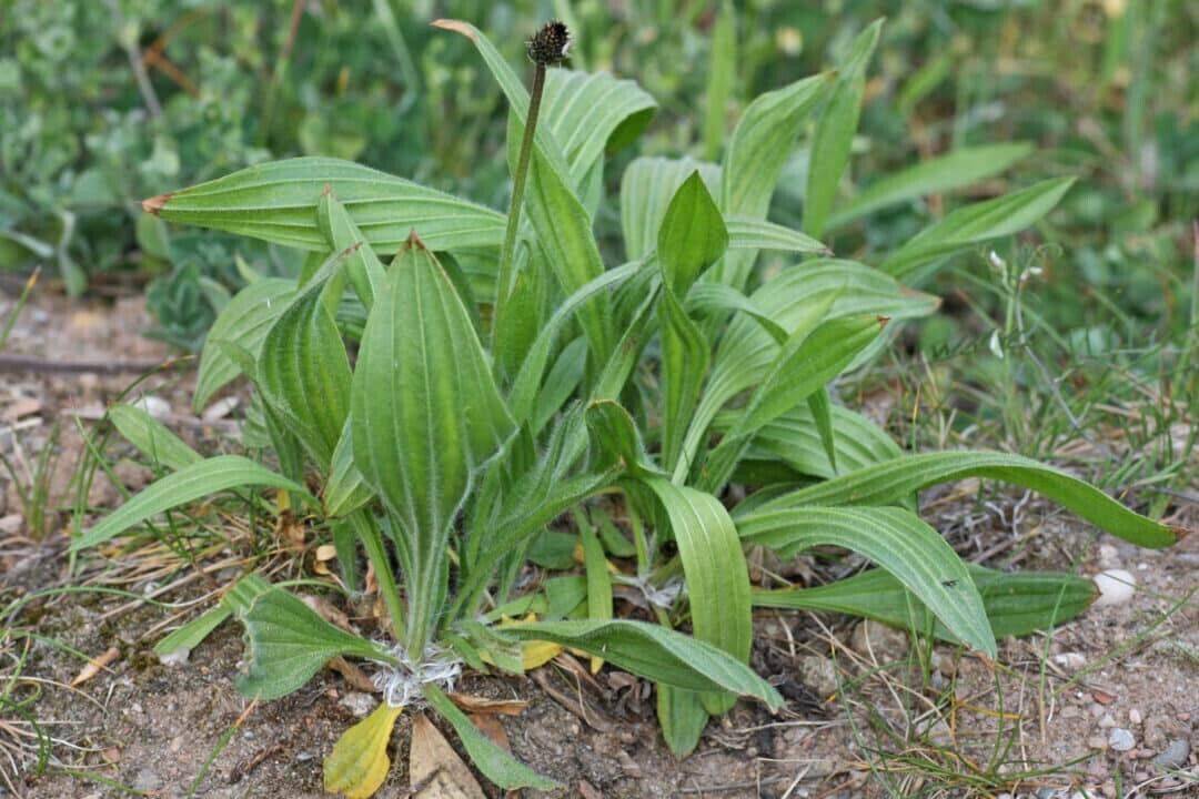 500 + Plantago lanceolata Seeds, Plantain Seeds , Ribwort plantain Seeds - Seedsforgarden (1999-2024 ) .We Ship Seeds & Live Plants Worldwide