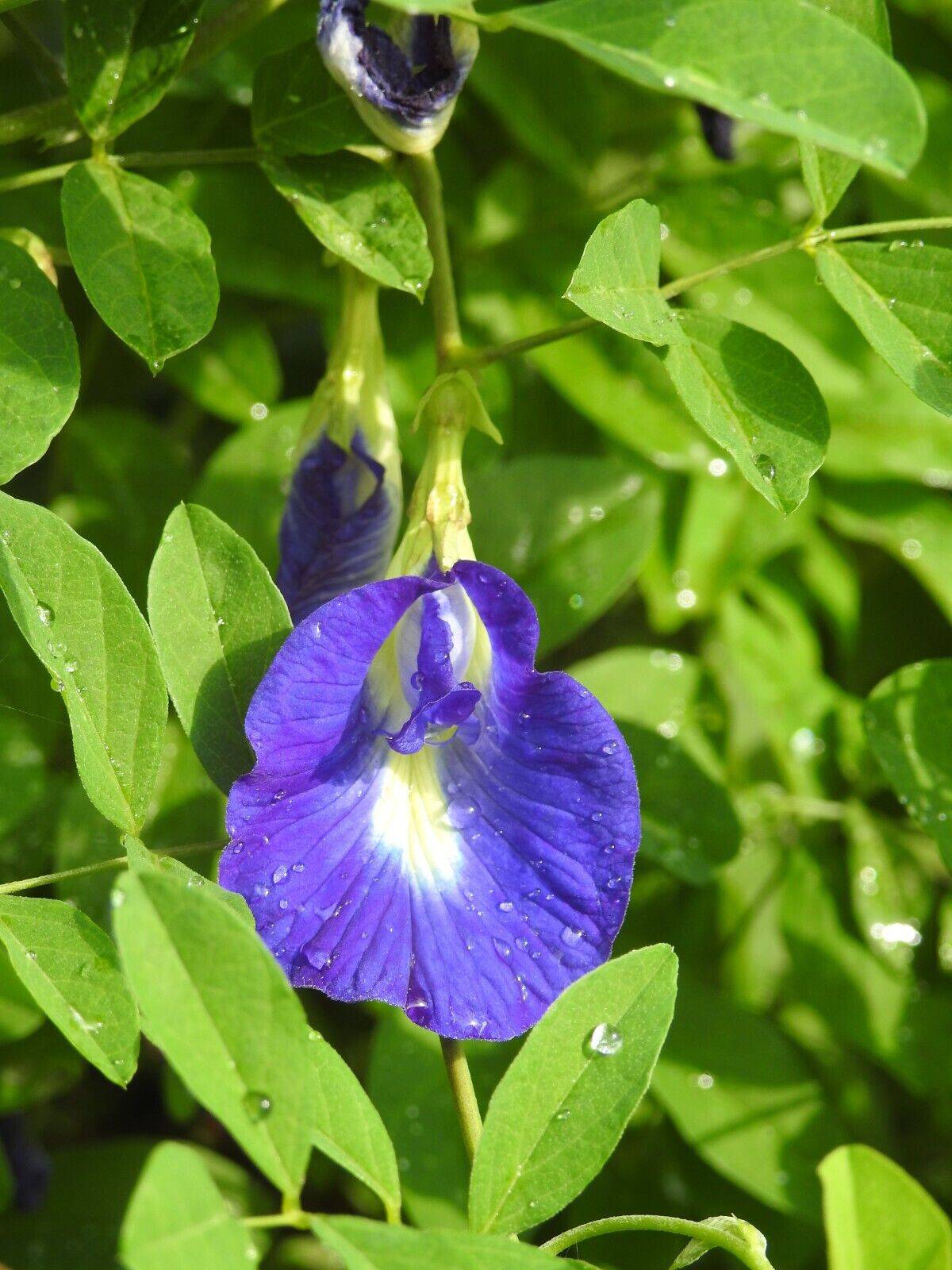 10 Clitoria ternatea Plants , Butterfly pea Plants , Butter fly pea Plants, With Phytosanitary certificate - Seedsforgarden (1999-2024 ) .We Ship Seeds & Live Plants Worldwide
