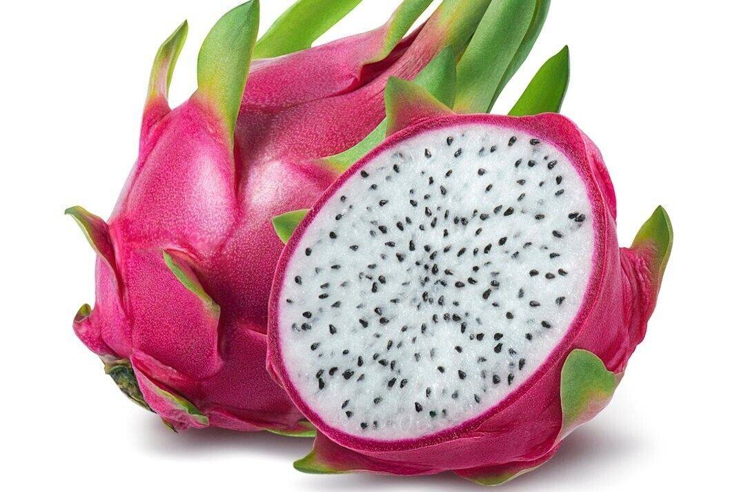 50 Hylocereus undatus Seeds , Dragon Fruit Seeds, Dragon Succulent Seeds, Pitahaya Seeds - Seedsforgarden (1999-2024 ) .We Ship Seeds & Live Plants Worldwide
