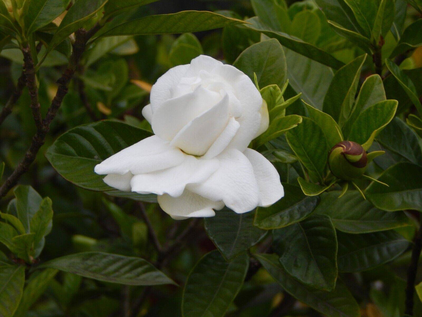 5 Gardenia jasminoides Plants, Cape jasmine Plants, With Phytosanitary certificate - Seedsforgarden (1999-2024 ) .We Ship Seeds & Live Plants Worldwide