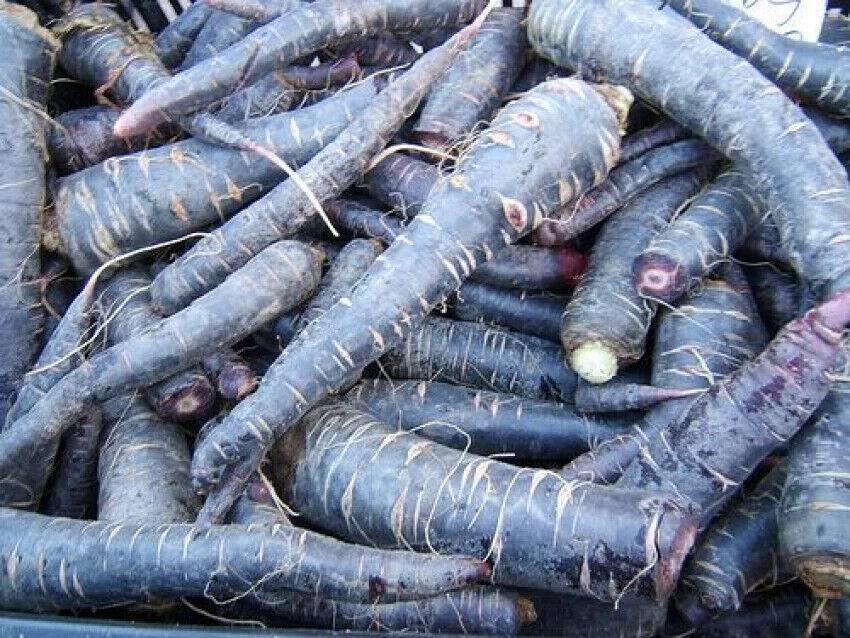 500 Black Carrot Seeds, Non- Gmo Seeds, Carrot Seeds. Exotic Carrot Seeds - Seedsforgarden (1999-2024 ) .We Ship Seeds & Live Plants Worldwide