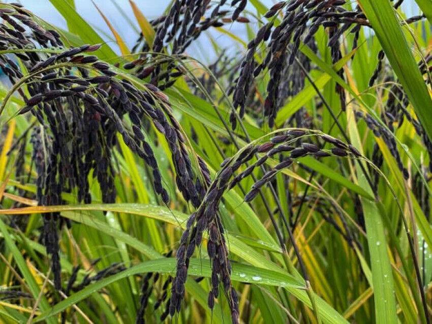 500 Black Madras Ornamental rice, ,Ornamental Black Rice - Seedsforgarden (1999-2024 ) .We Ship Seeds & Live Plants Worldwide