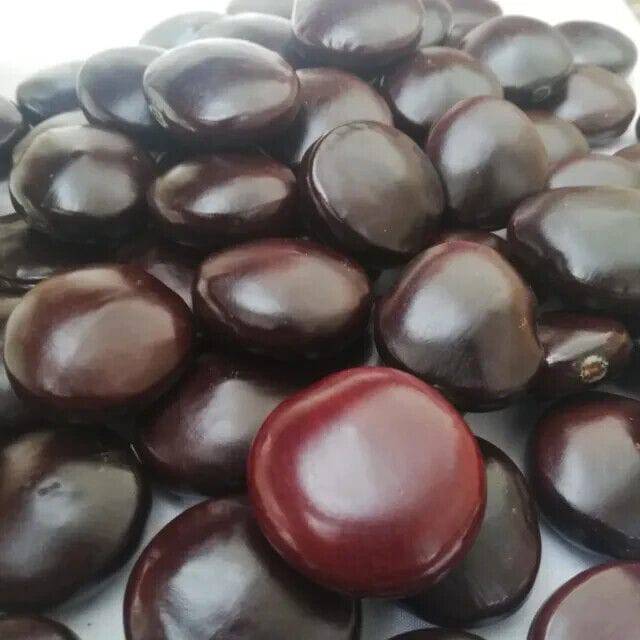 3 to 500 Entada rheedii Bulk Seeds Offer,African Dream Herb Seeds,Sea Bean Seed, - Seedsforgarden (1999-2024 ) .We Ship Seeds & Live Plants Worldwide