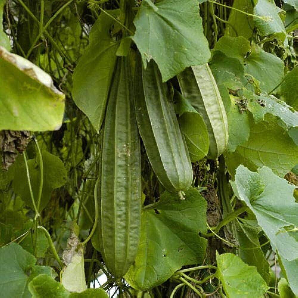 50 Luffa acutangula Seeds , Ribbed Sponge Gourd, Angled loofah, Chinese okra, - Seedsforgarden (1999-2024 ) .We Ship Seeds & Live Plants Worldwide