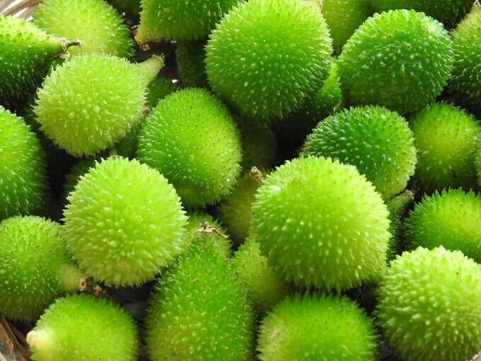 25 Momordica dioica Seeds, Spiny gourd Seeds, teasle gourd seeds, kantola seeds - Seedsforgarden (1999-2024 ) .We Ship Seeds & Live Plants Worldwide