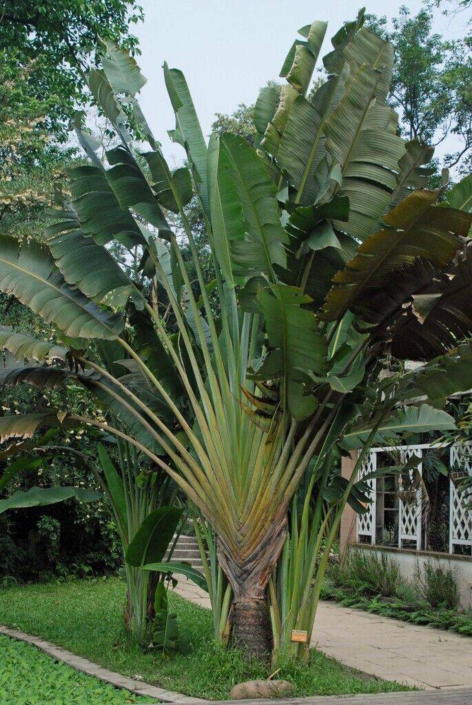 30 Ravenala Madagascariensis Seeds, Traveler's Palm Seeds - Seedsforgarden (1999-2024 ) .We Ship Seeds & Live Plants Worldwide
