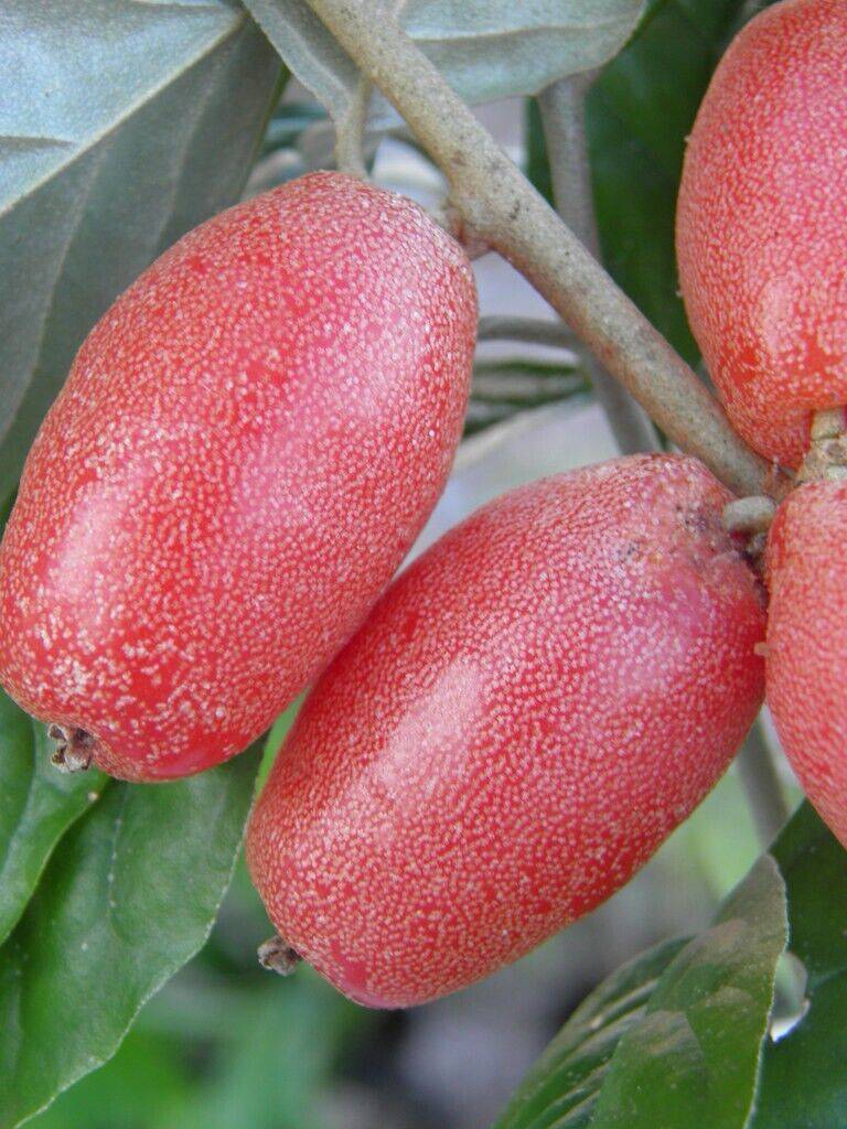5 Elaeagnus latifolia Seeds, Bastard oleaster, Soh sang Seeds, Exotic Shrub Seed - Seedsforgarden (1999-2024 ) .We Ship Seeds & Live Plants Worldwide