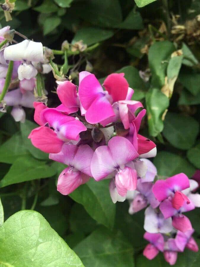 5 Dipogon lignosus Seeds, okie bean Seeds , Cape sweet pea Seeds , - Seedsforgarden (1999-2024 ) .We Ship Seeds & Live Plants Worldwide