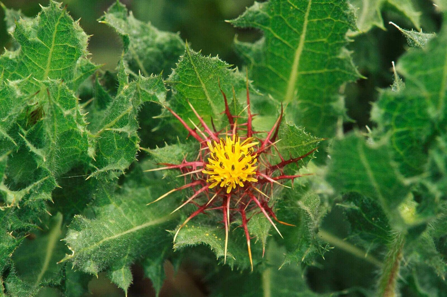 10 Cnicus benedictus Seeds, Blessed Thistle Seeds - Seedsforgarden (1999-2024 ) .We Ship Seeds & Live Plants Worldwide