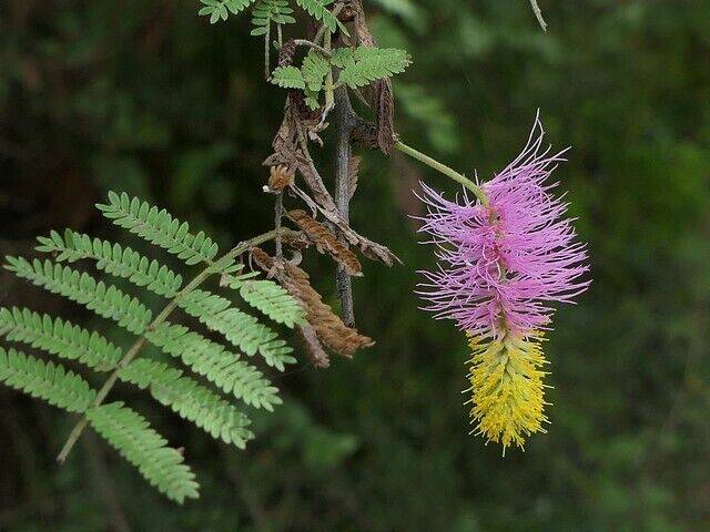 25 Chinese lantern tree Seeds, Dichrostachys cinerea Seeds , Bell Mimosa Seeds - Seedsforgarden (1999-2024 ) .We Ship Seeds & Live Plants Worldwide