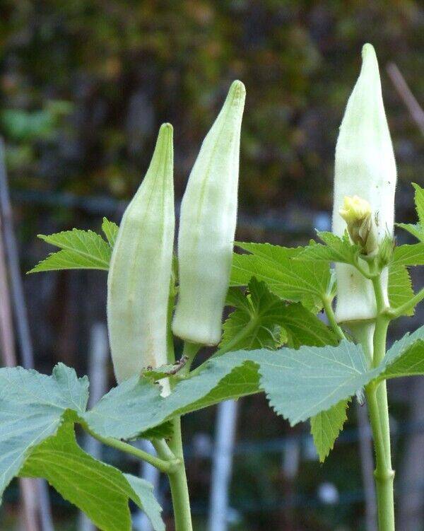 25 White Okra Ladies Finger Seeds, Bhindi Seeds, White Ladies finger Seeds , - Seedsforgarden (1999-2024 ) .We Ship Seeds & Live Plants Worldwide