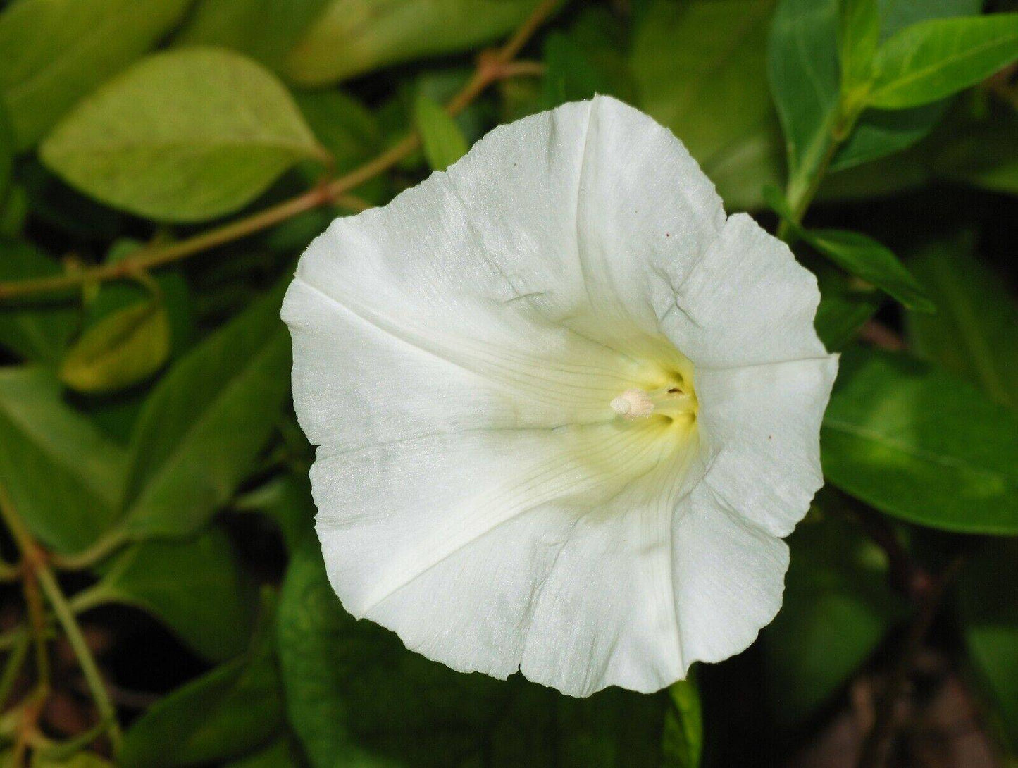 5 Calystegia sepium Seeds - Seedsforgarden (1999-2024 ) .We Ship Seeds & Live Plants Worldwide
