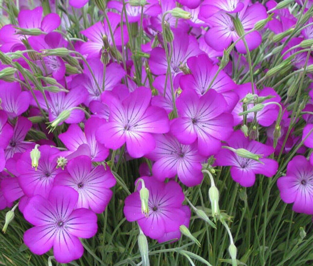 25 Agrostemma Githago milas seeds, Corn Cockle Milas Flower Seeds - Seedsforgarden (1999-2024 ) .We Ship Seeds & Live Plants Worldwide