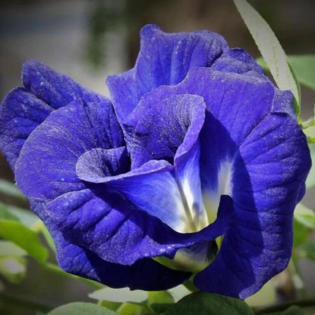 25 Clitoria ternatea Double Petal Flower Seeds , Butterfly pea Seeds , Blue pea Seed - Seedsforgarden (1999-2024 ) .We Ship Seeds & Live Plants Worldwide