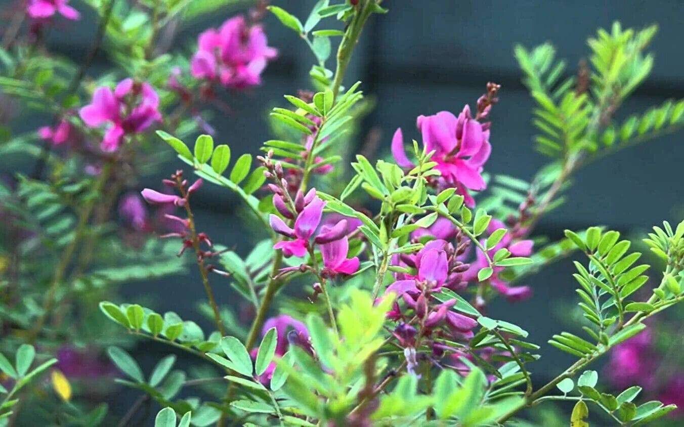 200 Indigofera tinctoria Seeds , True indigo Seeds, Indigo Tree Seeds - Seedsforgarden (1999-2024 ) .We Ship Seeds & Live Plants Worldwide
