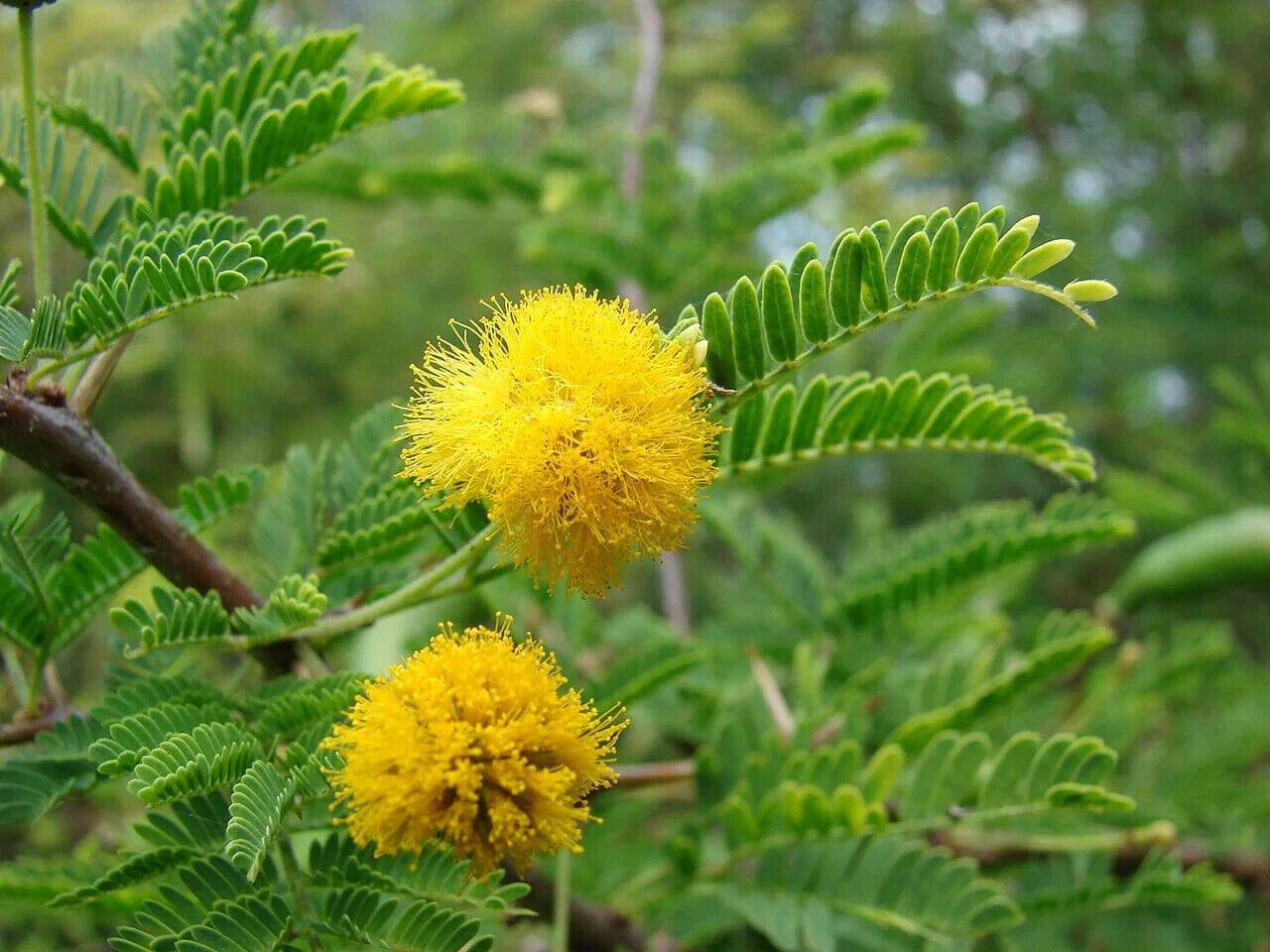 25 Acacia farnesiana Seeds, Vachellia farnesiana,Huisache, Sweet acacia Seeds - Seedsforgarden (1999-2024 ) .We Ship Seeds & Live Plants Worldwide