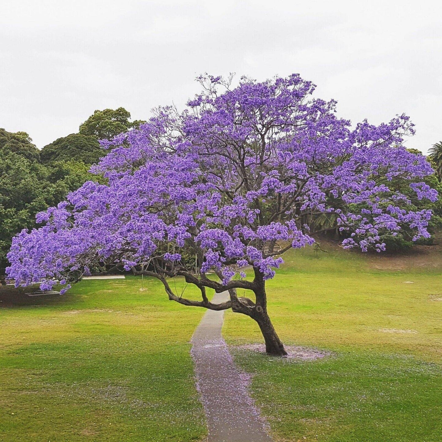 100 Jacaranda mimosifolia Seeds, Blue Jacaranda . Blue Flamboyant Tree Seeds - Seedsforgarden (1999-2024 ) .We Ship Seeds & Live Plants Worldwide