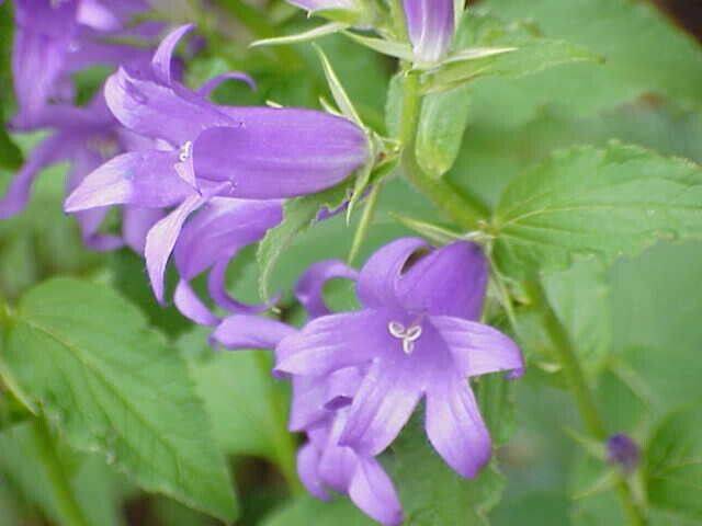 25 Campanula latifolia var. Macrantha, Campanula latifolia Seeds, Bellflower Seed - Seedsforgarden (1999-2024 ) .We Ship Seeds & Live Plants Worldwide