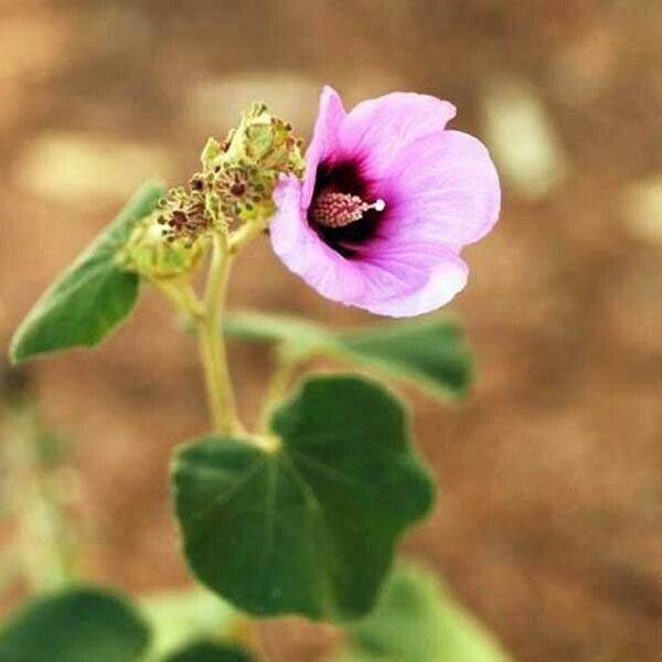 5 Desert Rose mallow, Bush Hibiscus, knobby hibiscus Seeds,Radyera farragei Seed - Seedsforgarden (1999-2024 ) .We Ship Seeds & Live Plants Worldwide