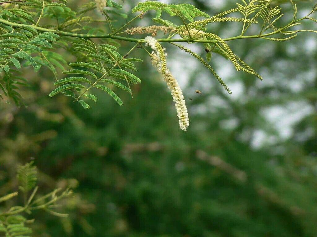 25 Acacia catechu Seeds , Cutch Tree, black catechu, Black cutch, Exotic acacia Seeds - Seedsforgarden (1999-2024 ) .We Ship Seeds & Live Plants Worldwide