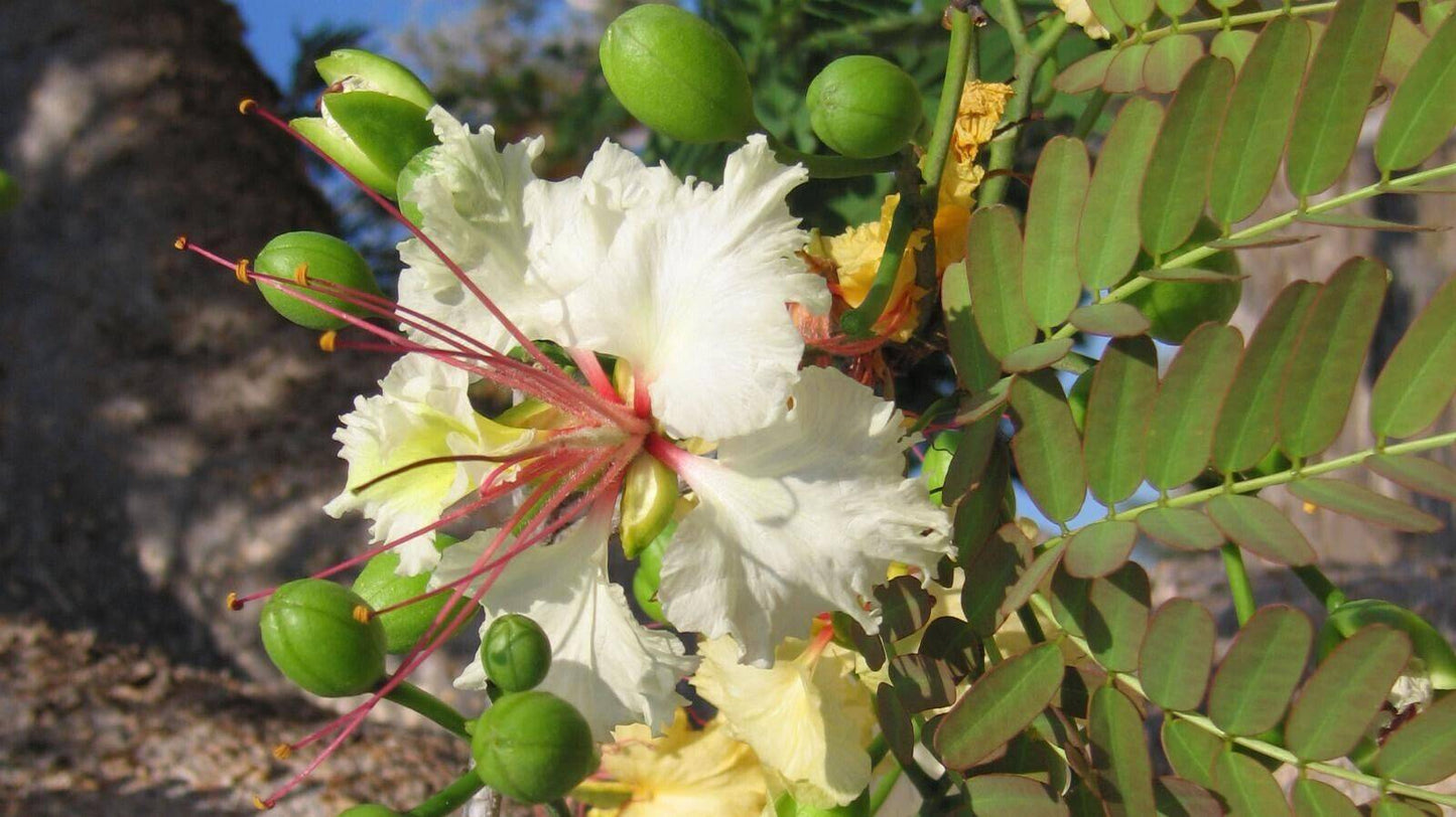 5 Delonix decaryi Seeds, Flamboyant Tree Seeds, Exotic Poinciana, Seeds , - Seedsforgarden (1999-2024 ) .We Ship Seeds & Live Plants Worldwide