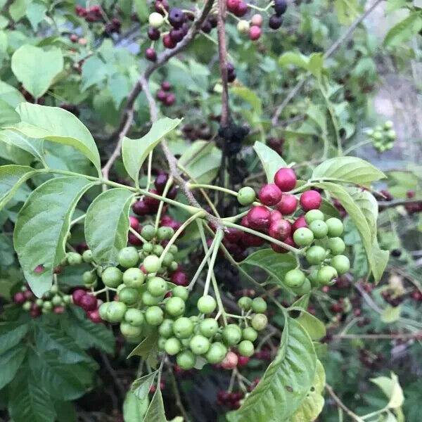 5 Cipadessa baccifera Seeds, Ranabili Seeds, Melia baccifera Seeds , - Seedsforgarden (1999-2024 ) .We Ship Seeds & Live Plants Worldwide