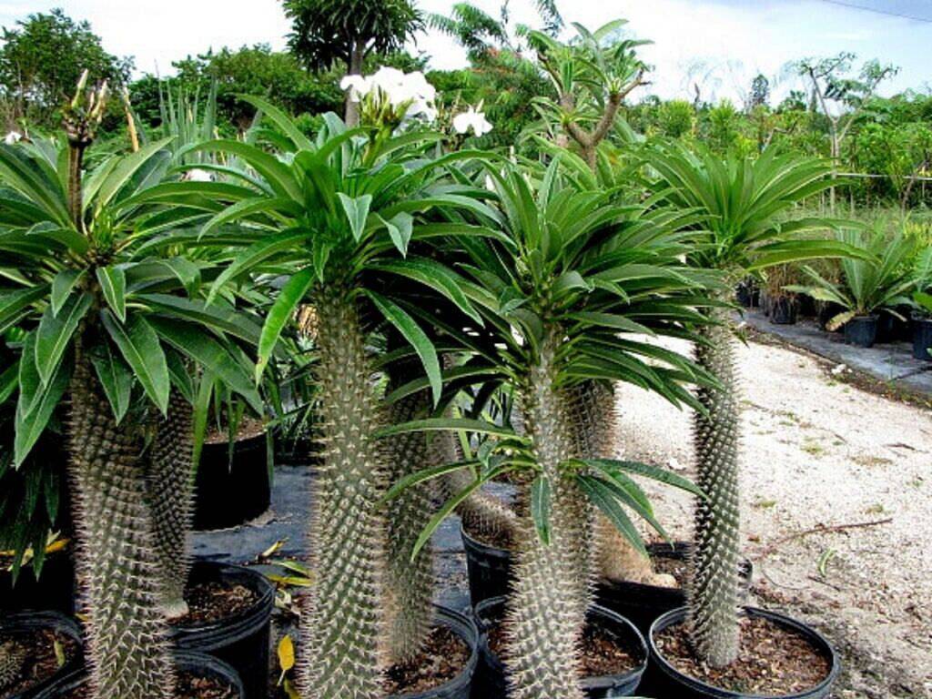 5 Club Foot Seeds Madagascar Palm,Pachypodium lamerei Seeds, Exotic Pachypodium - Seedsforgarden (1999-2024 ) .We Ship Seeds & Live Plants Worldwide