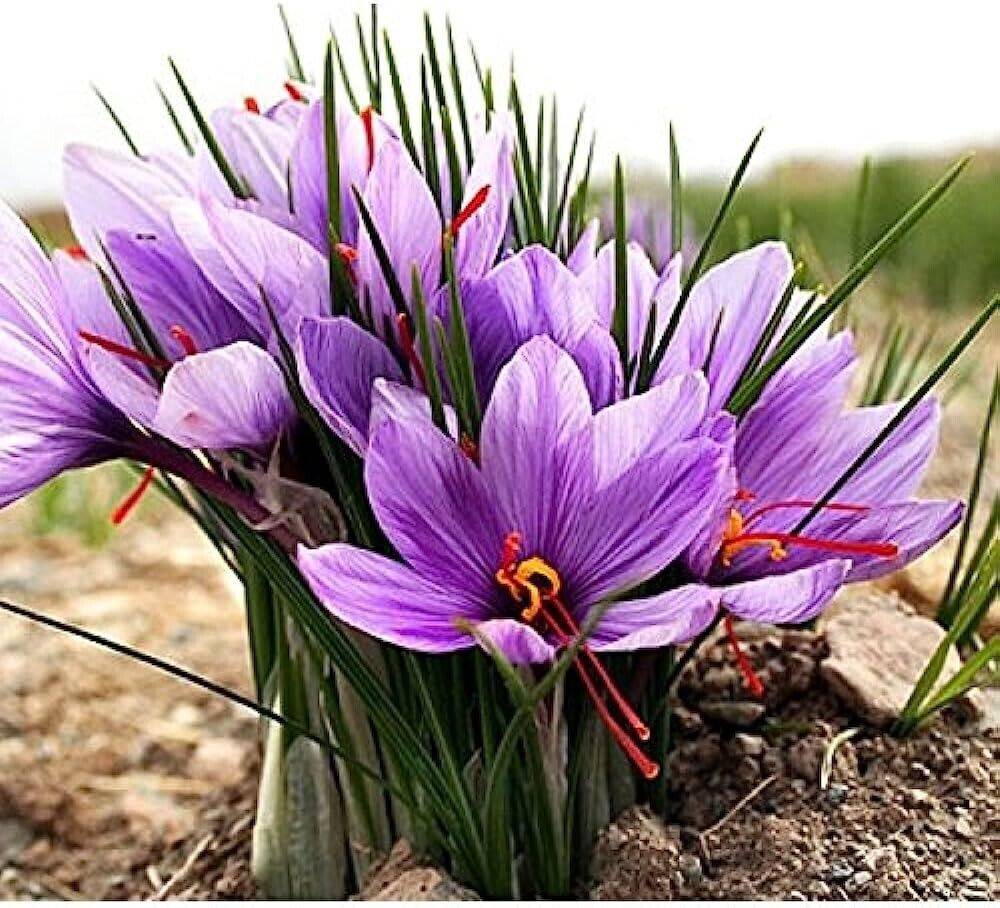 5 Crocus sativus Bulbs, Saffron Bulbs, saffron crocus Bulbs - Seedsforgarden (1999-2024 ) .We Ship Seeds & Live Plants Worldwide