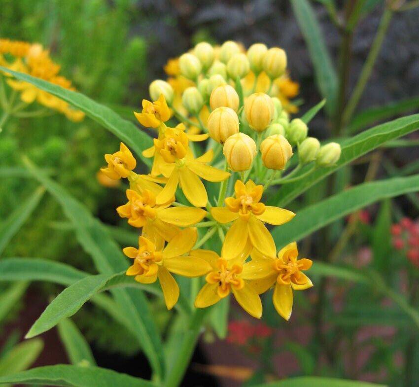 5 Asclepias curassavica Seeds , Tropical Milkweed Seeds - Seedsforgarden (1999-2024 ) .We Ship Seeds & Live Plants Worldwide