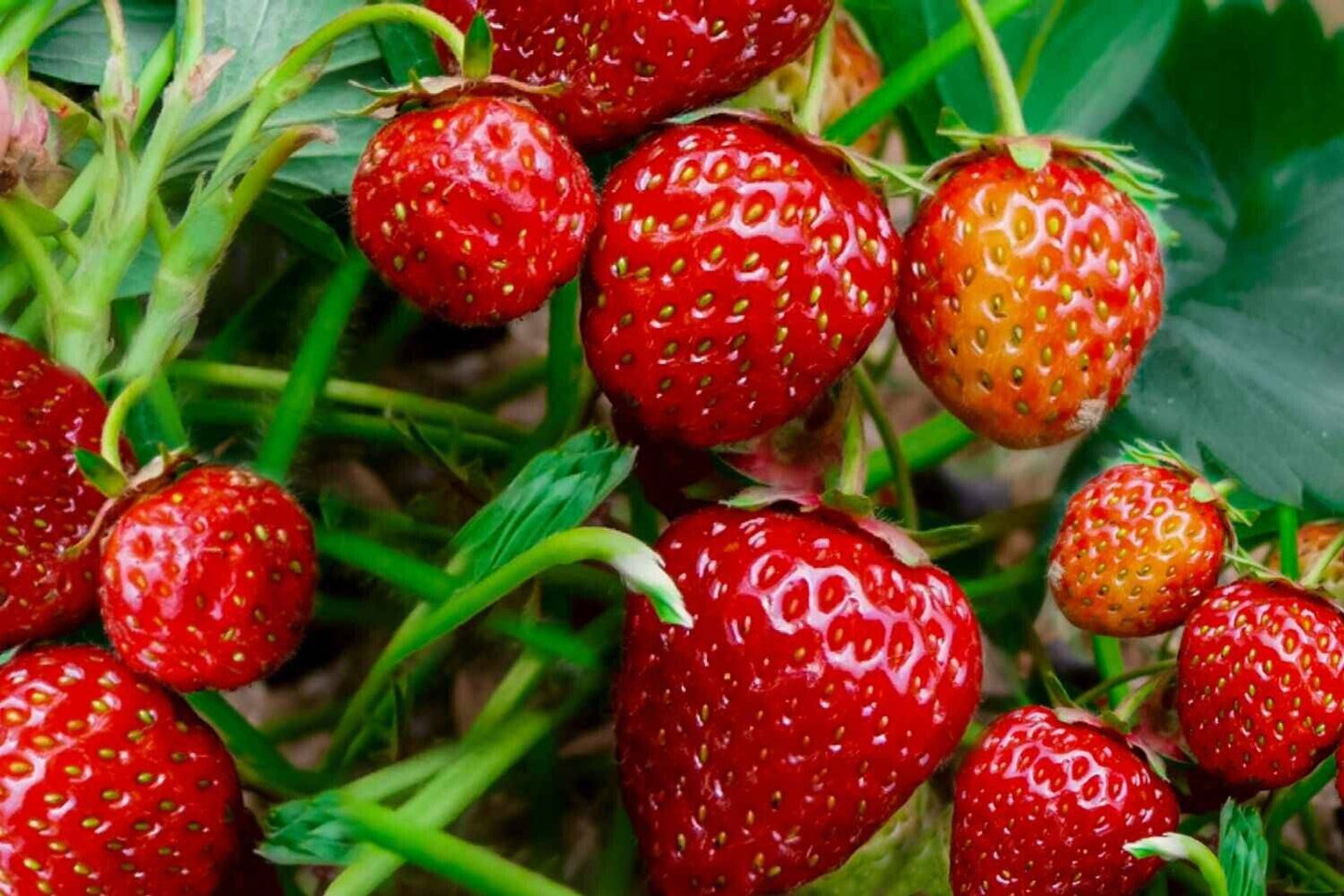 300 Strawberry Seeds, Garden Fruit Seeds, - Seedsforgarden (1999-2024 ) .We Ship Seeds & Live Plants Worldwide