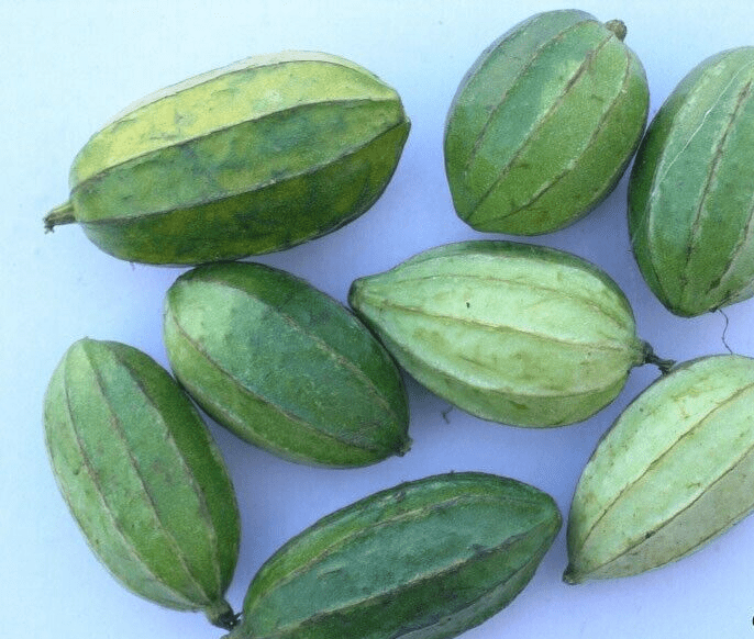 5 Momordica subangulata Seeds , Teasel gourd Seeds, Wild bitter gourd, Exotic Vine Seeds - Seedsforgarden (1999-2024 ) .We Ship Seeds & Live Plants Worldwide