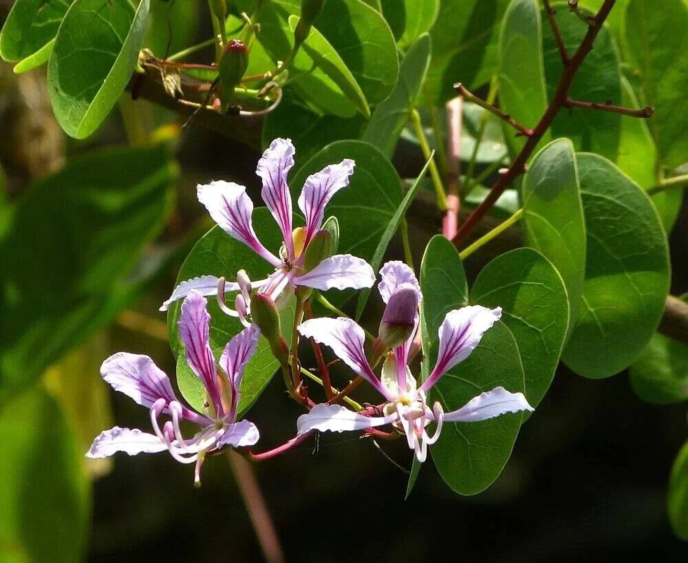 5 Bauhinia yunnanensis Seeds, Chinese orchid tree Seeds, Yunnan Bauhinia Seeds, - Seedsforgarden (1999-2024 ) .We Ship Seeds & Live Plants Worldwide