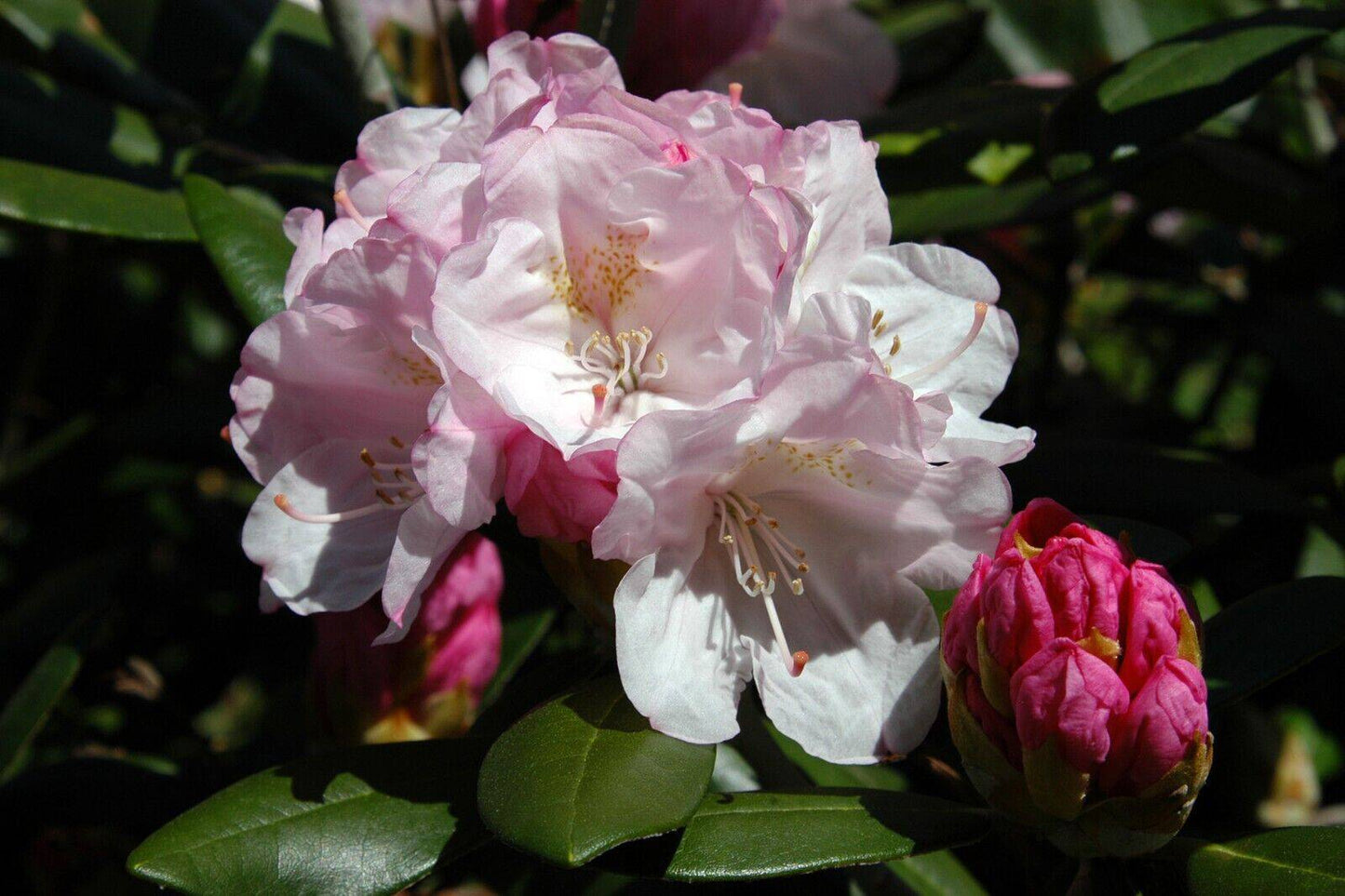 50 Rhododendron yakushimanum Seeds, Rhododendron Seeds - Seedsforgarden (1999-2024 ) .We Ship Seeds & Live Plants Worldwide