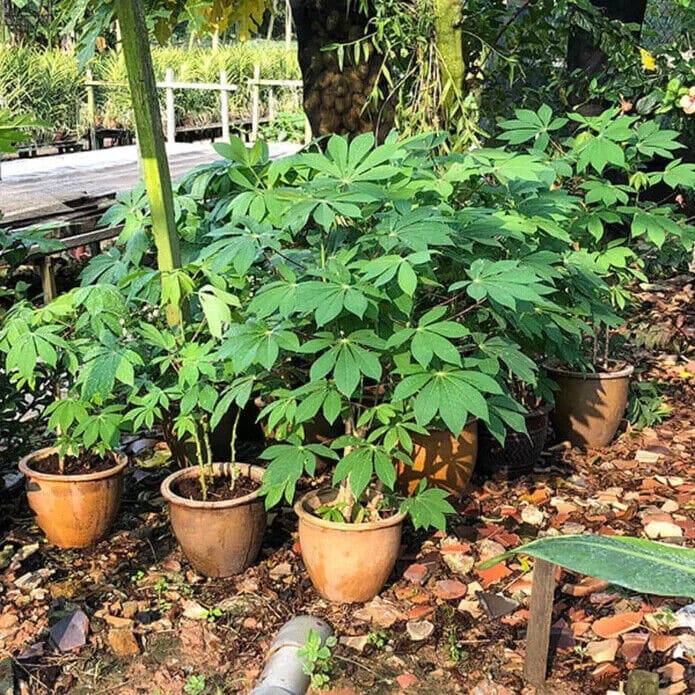 5 Tapioca Plants ,Manihot Esculenta Plants ,Cassava Plants With Phytosanitary certificate - Seedsforgarden (1999-2024 ) .We Ship Seeds & Live Plants Worldwide